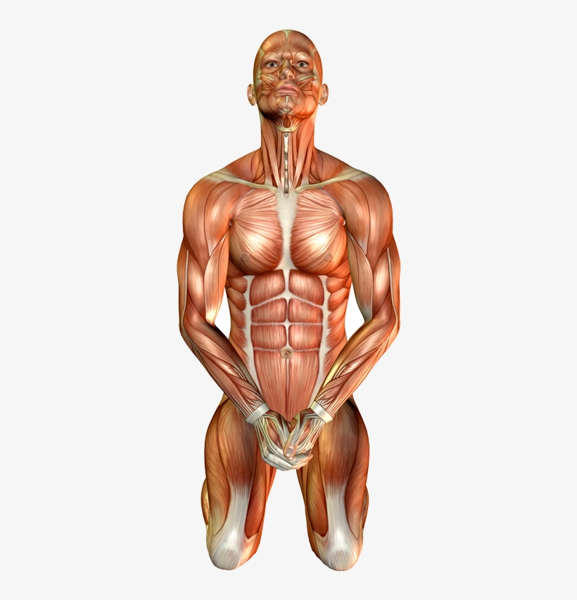 Nervous And Cardiovascular Systems - Varma Kalai Pressure Points, transparent png download