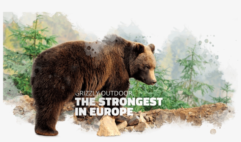 Powerful By Nature - Grizzly Bear, transparent png download