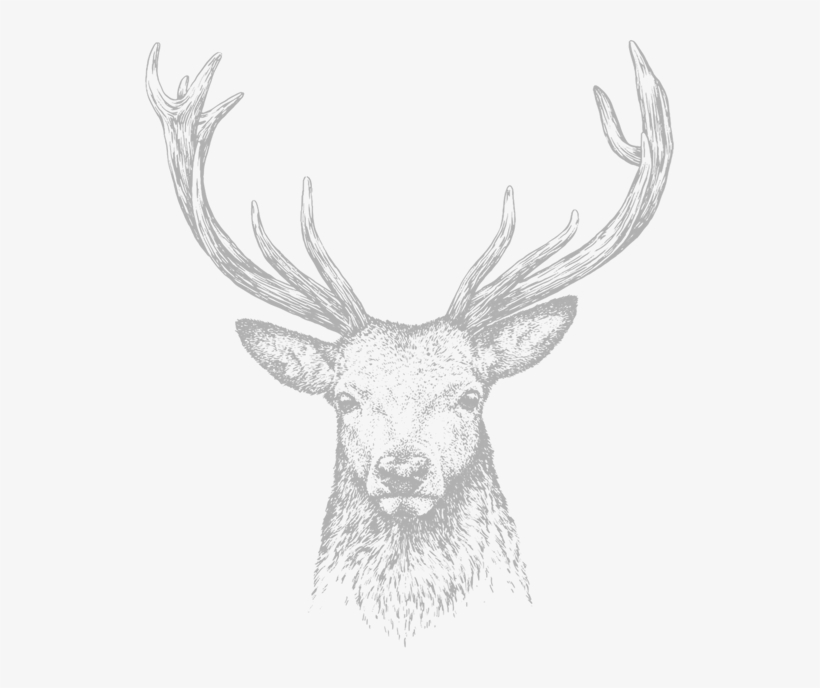 Hirsch Skizze, transparent png download