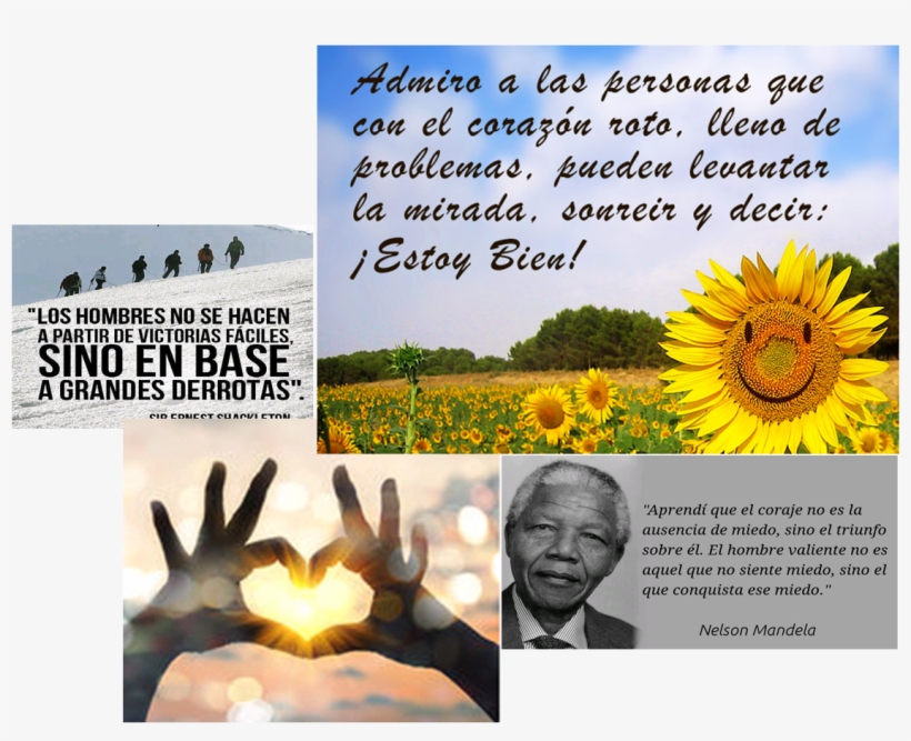 Hoy Comparto Con Todos Vosotros Estas Palabras Que - Sunflower, transparent png download