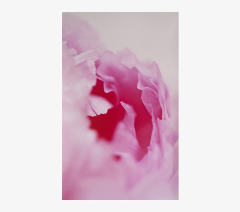 Chung Ping Cheng The Peony17 Chromogenic Print 48×30 - Peony, transparent png download