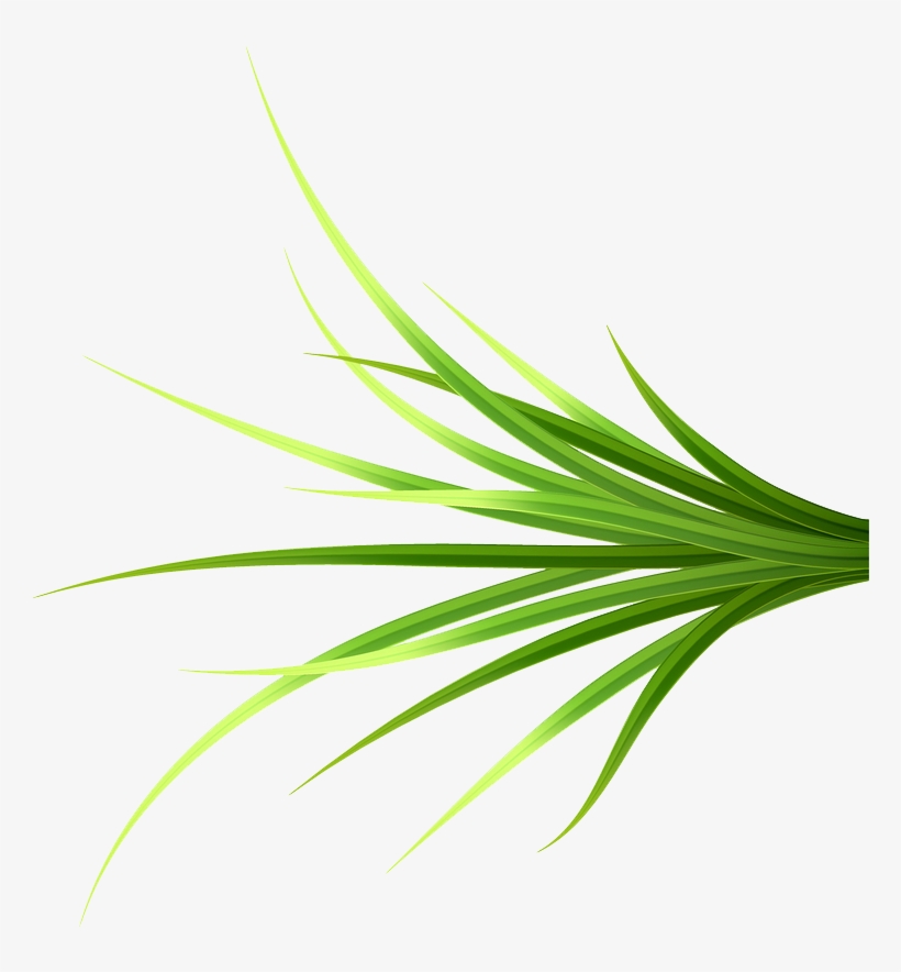 Grass Patch 14 Copy - Grass, transparent png download
