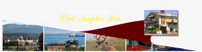 White-tailed Deer, transparent png download