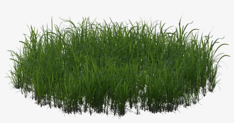 10 Feb - Sweet Grass, transparent png download