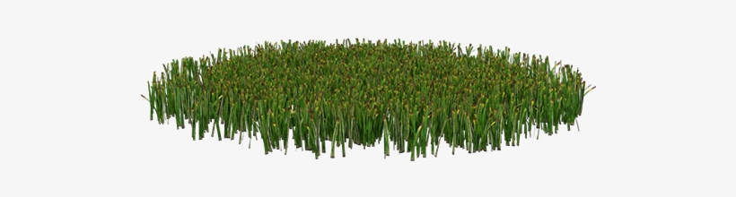Grass Patch - Tree, transparent png download