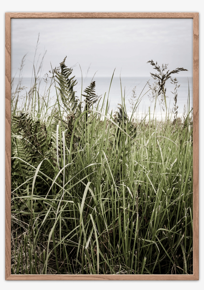 Svinkløv Poster - Sweet Grass, transparent png download