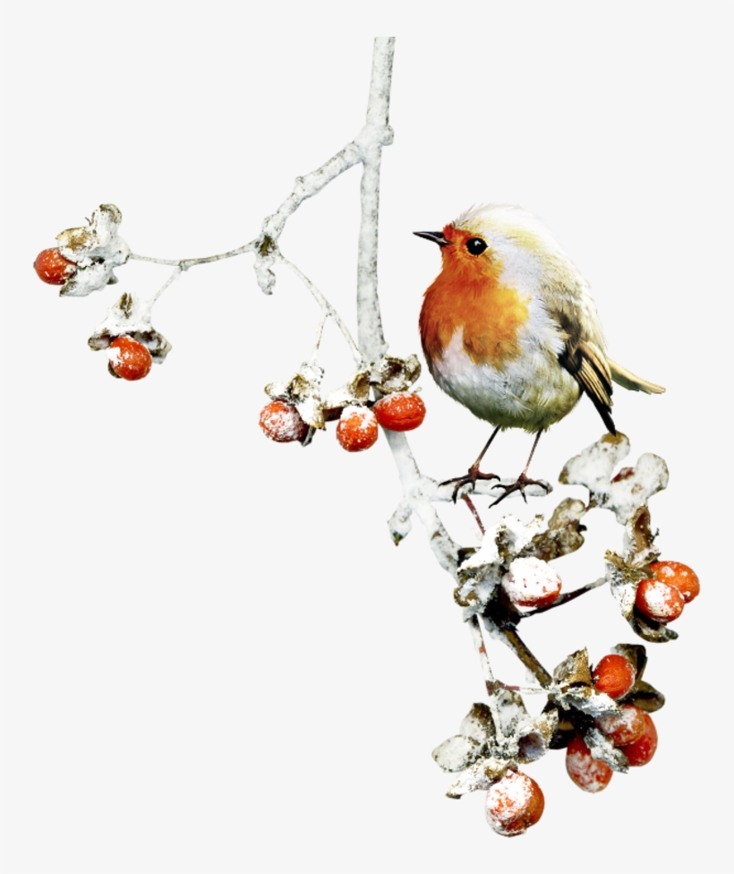 4049290 - Transparent Winter Bird Clipart, transparent png download