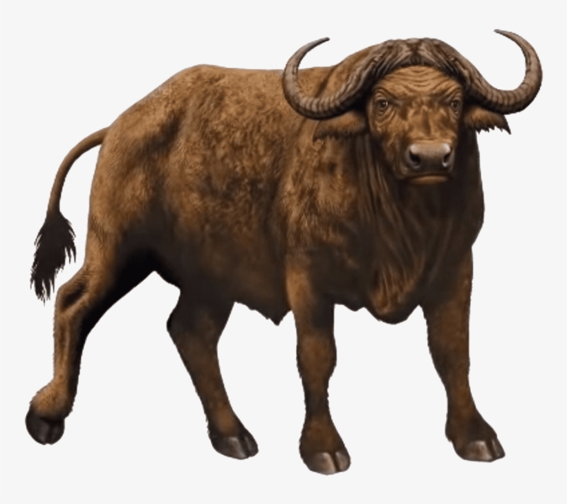 Free Png African Buffalo Free Desktop Png Images Transparent - Maa Vihat Hd, transparent png download