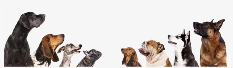 Dogs - Dog Breed Info, transparent png download