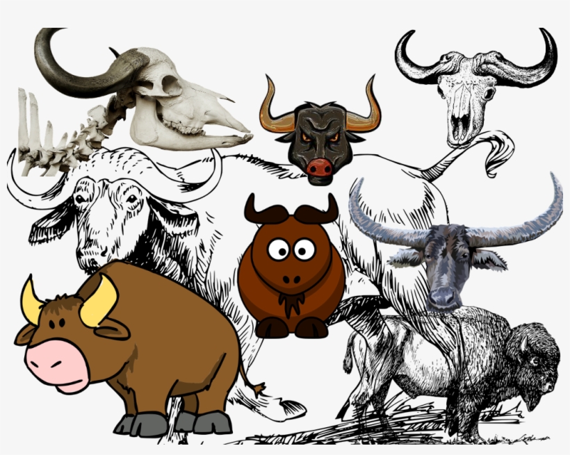 You See, “buffalo” Is A Noun That Refers To The Large, - Herd, transparent png download