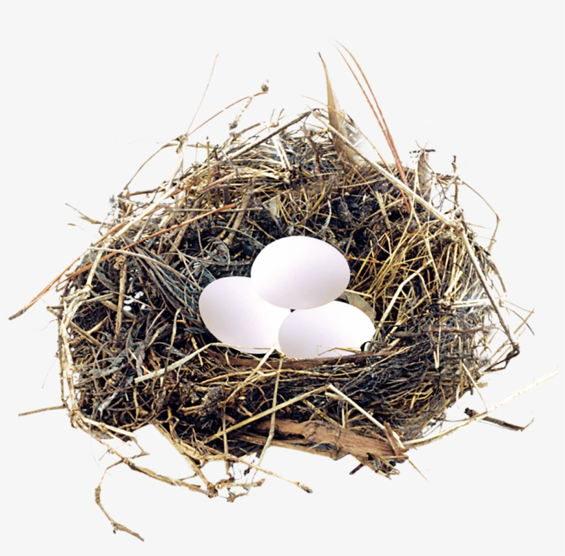 Poultry, transparent png download