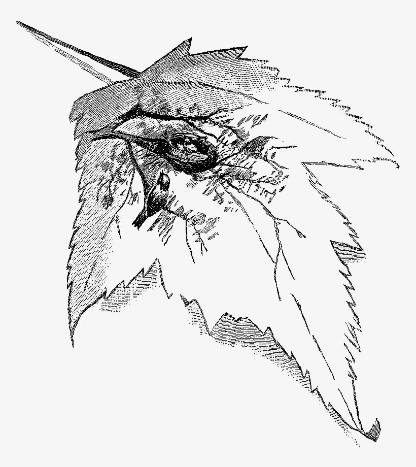 Digital Bird Clip Art Downloads - Sketch, transparent png download