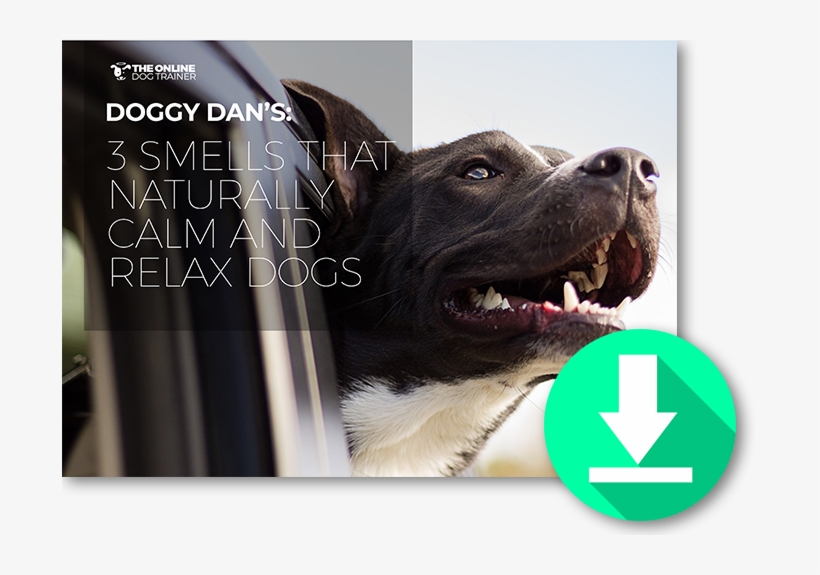 Get Your Free Guide Here - Dog, transparent png download
