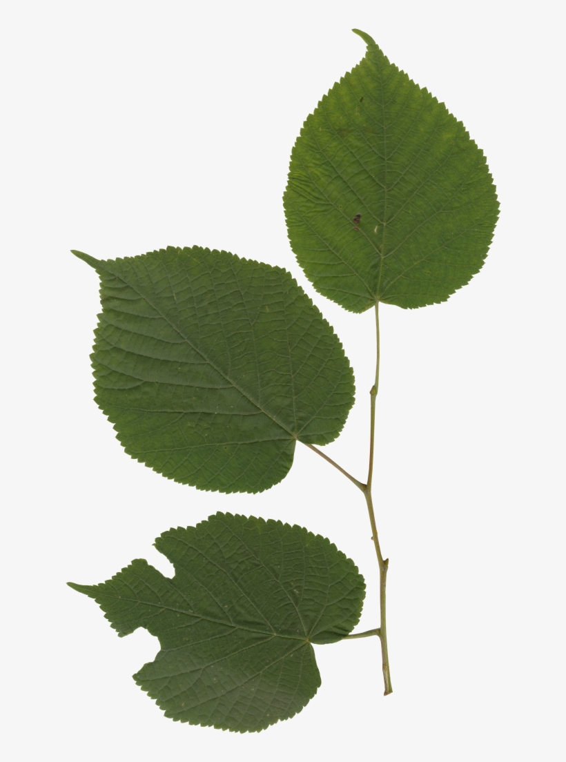 Nature Leaves - American Aspen, transparent png download