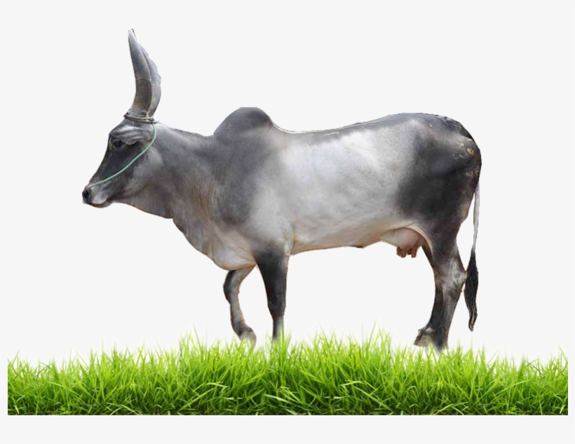 Read More For A2 Milk - Portable Network Graphics, transparent png download