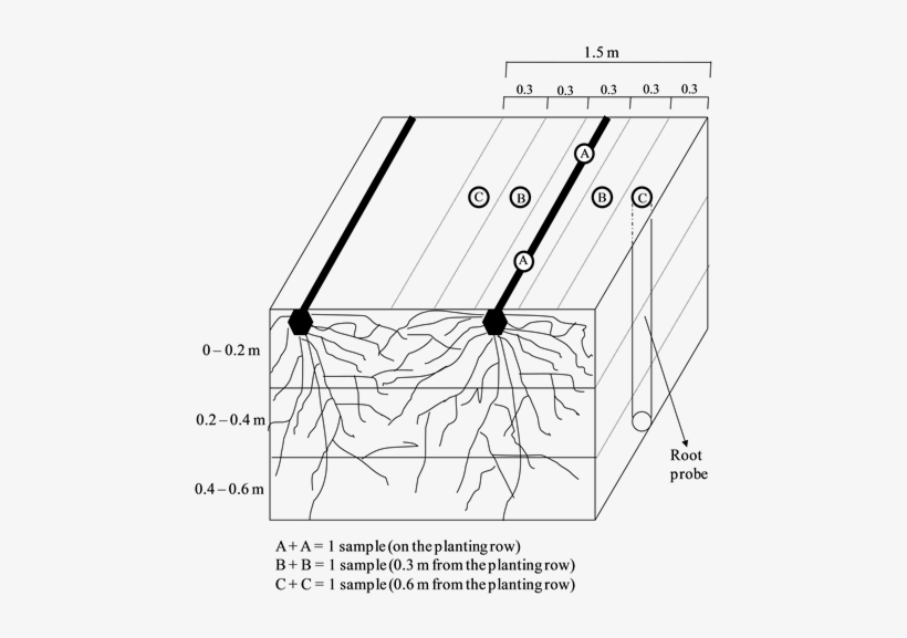 The Role Of Nitrogen Fertilizers In Root - Sugarcane B Deficiency, transparent png download