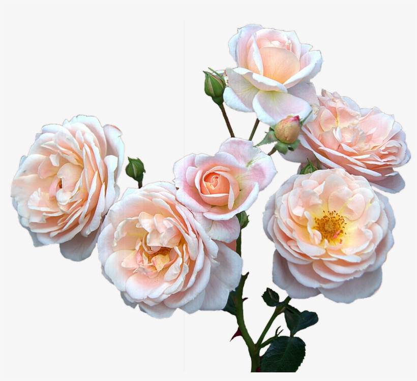 Roses Free,mother's Day,women's Day, - Mother's Day Flowers Png, transparent png download