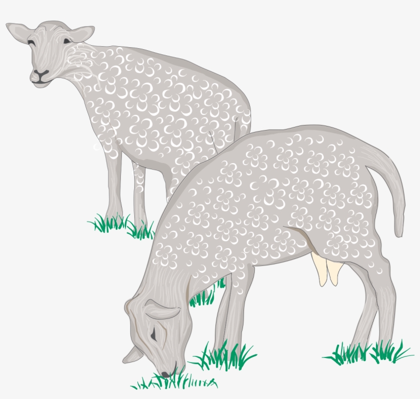 Sheep, transparent png download