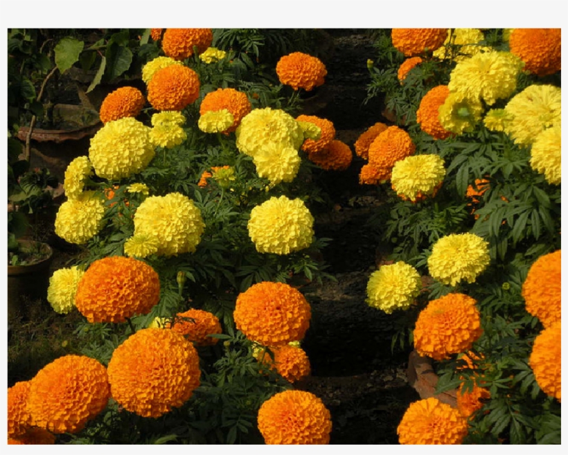 Marigold, transparent png download