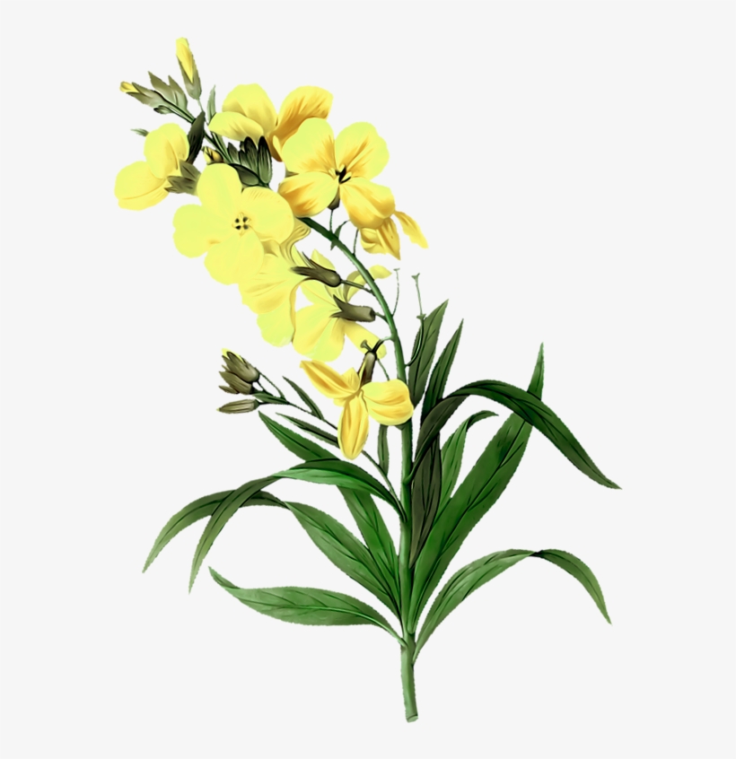 手绘插画漂亮的黄色花 - Tiger Lily, transparent png download