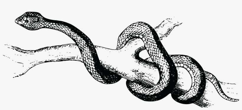 Freeuse Library Reptile Venomous Snake Boa Constrictor - Snake Black And White Png, transparent png download