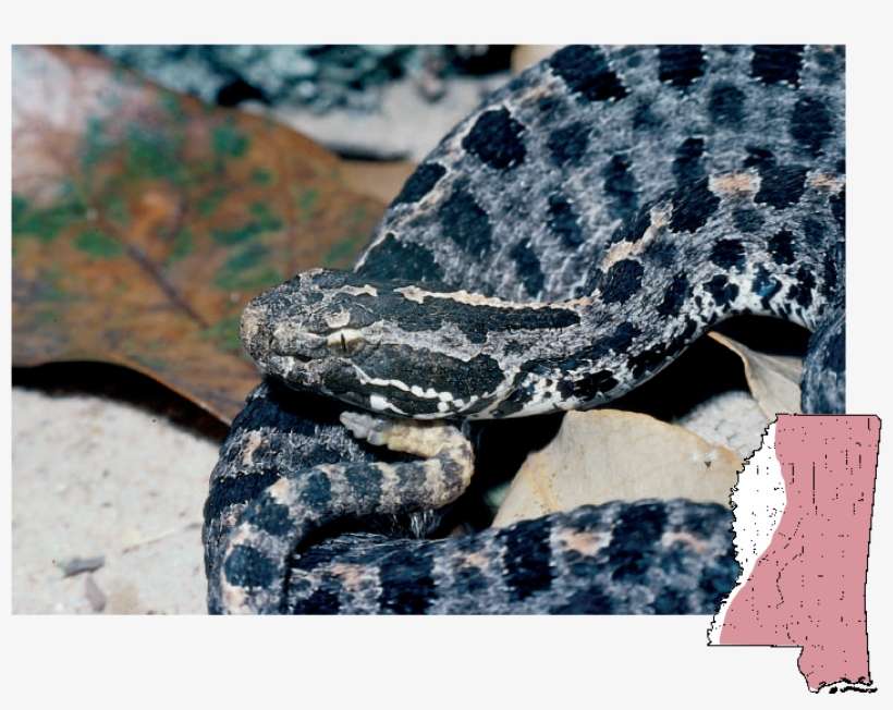 Pigmy Rattlesnake - Pygmy Rattlesnake, transparent png download