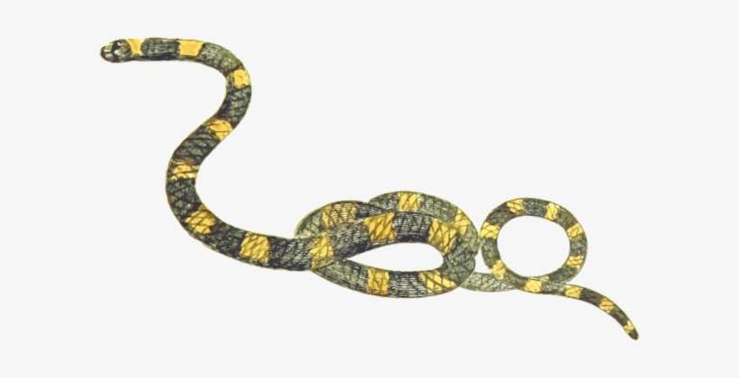 Rattlesnake Reptile Snakes Boa Constrictor Vipers - Png Ular, transparent png download