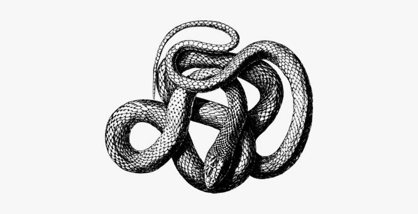 Snake Reptile Vipers King Cobra - Snake Vector, transparent png download