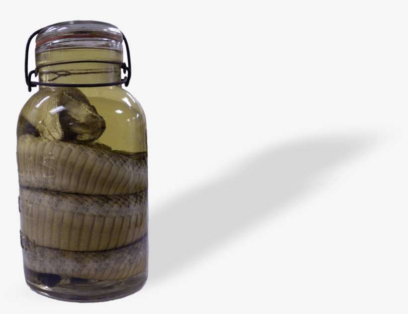 Western Diamondback Rattlesnake From Texas - Western Diamondback Rattlesnake, transparent png download