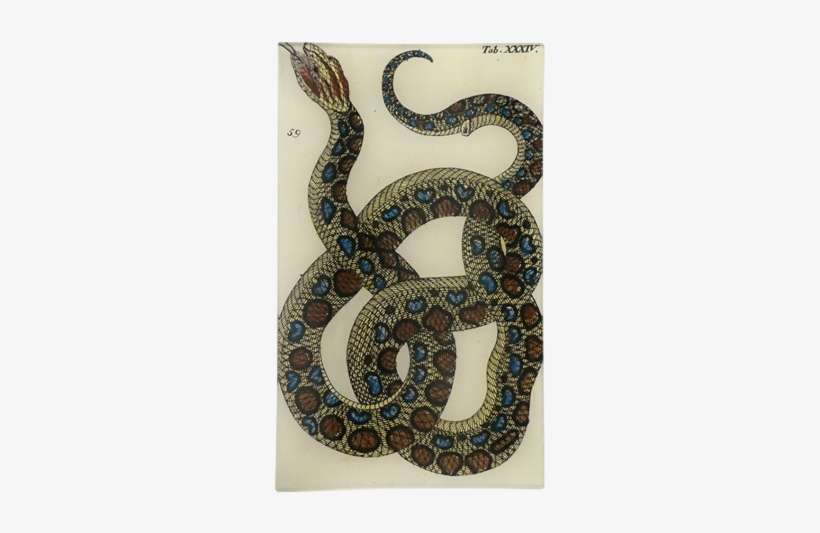John Derian Snake Xxxiv Tray - Reptile, transparent png download