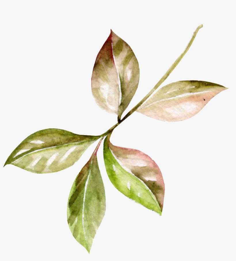This Graphics Is Hand Painted Five Leaf Transparent - Leaf, transparent png download