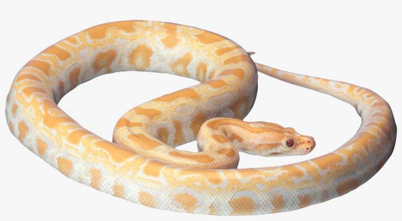 Cobra Clipart Fierce Snake - Snake Png, transparent png download