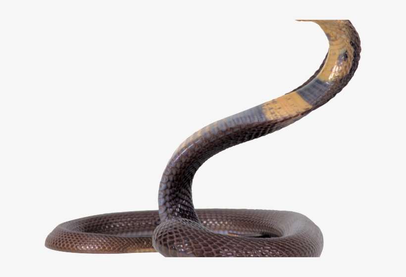 Rattlesnake Png Transparent Images - King Cobra Snake Png, transparent png download