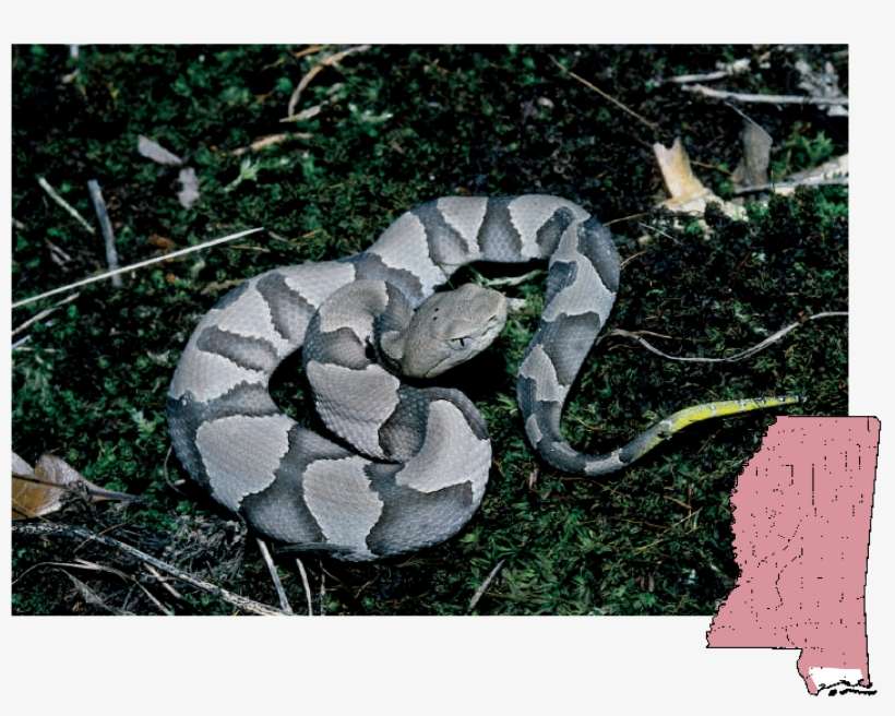 Copperhead - Snakes, transparent png download