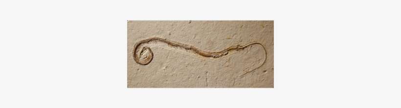 Four-legged Snake Sheds Light On Mysteries Of Reptile - Four Legged Snake Fossil, transparent png download