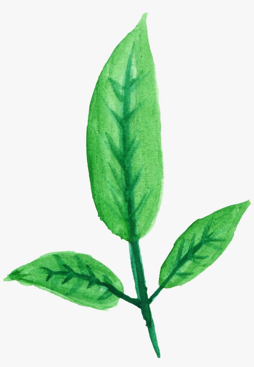 Free Download - Watercolor Painting, transparent png download