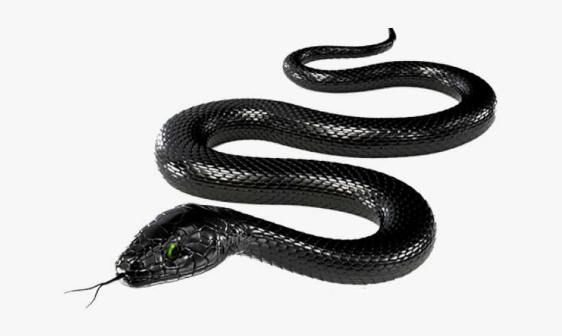 Rattlesnake Png Transparent Images - Black Snake On White Background, transparent png download