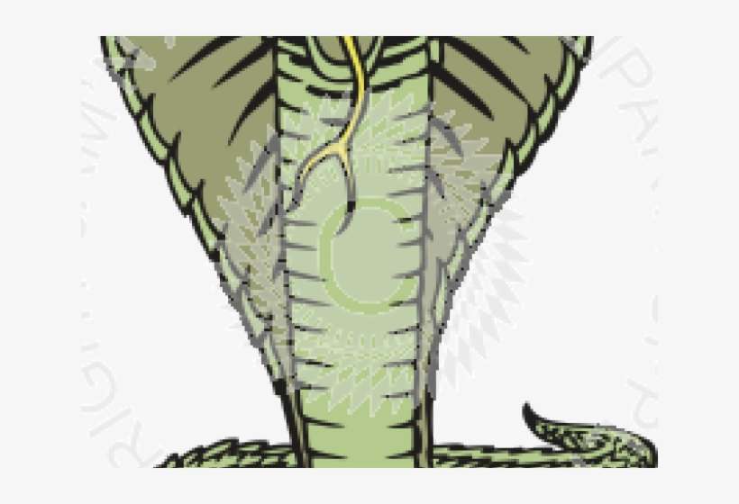 Drawn Snake Color - Snakes, transparent png download