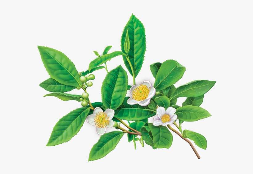 Green Tea Herbal Supplement - Alvita Green Tea - 24 Tea Bags, transparent png download