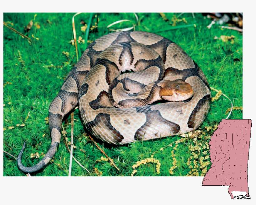 Copperhead Agkistrodon - Mississippi, transparent png download