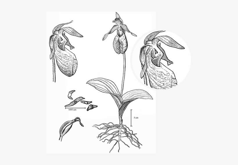 Pink Lady's Slipper - Lady Slipper Orchid Illustration, transparent png download