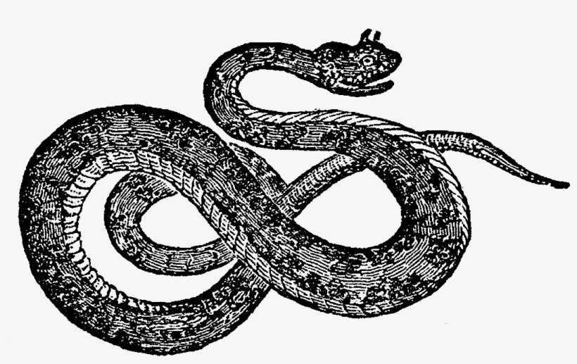 And, The Third Digital Reptile Image, Is Also Of A - Design, transparent png download