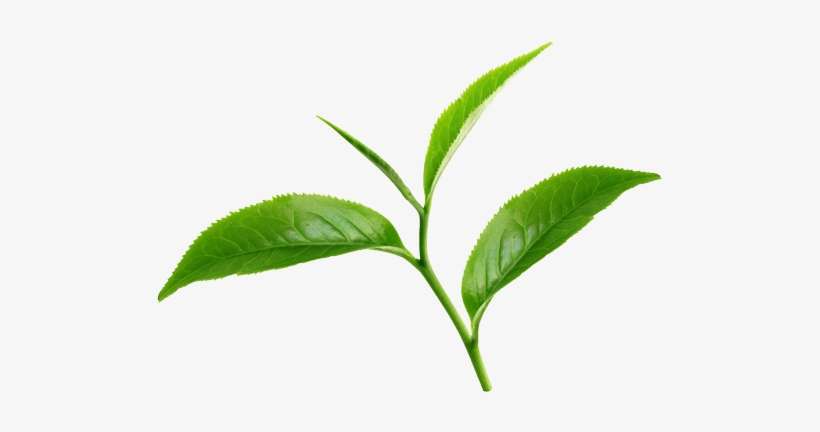 Black Tea - Green Tea, transparent png download