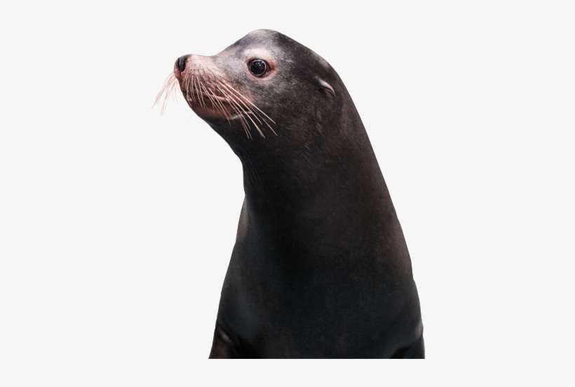 Ga Sealions - California Sea Lion, transparent png download