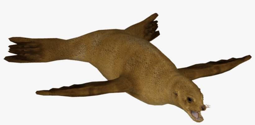 Japanese Sea Lion F - Japanese Sea Lion, transparent png download