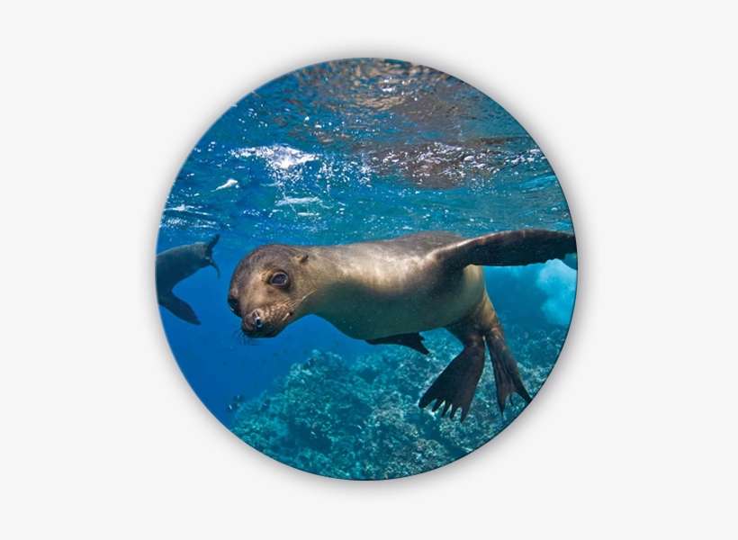 Seals In Galapagos Islands, transparent png download