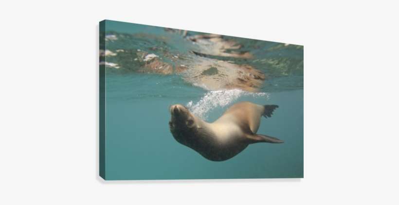 A Sea Lion Swimming Under The Water's Surface - Posterazzi A Sea Lion Swimming Under The Waters Surface, transparent png download