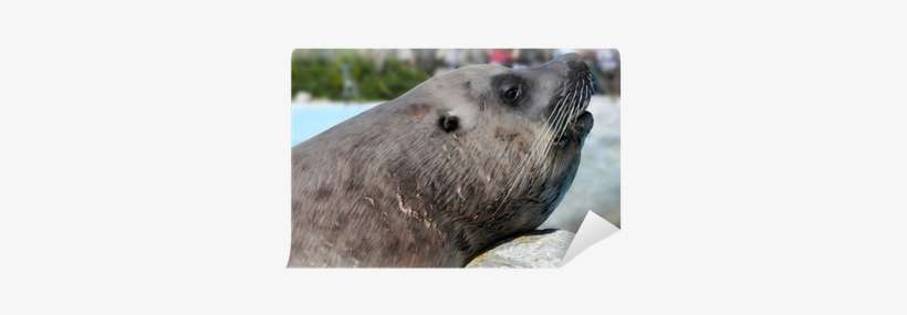 Steller Sea Lion, transparent png download
