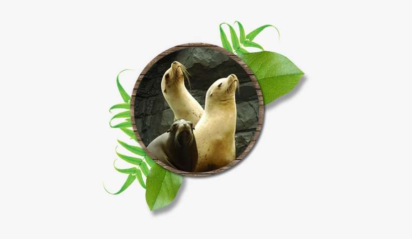 Sea Lion Beach - Cave, transparent png download