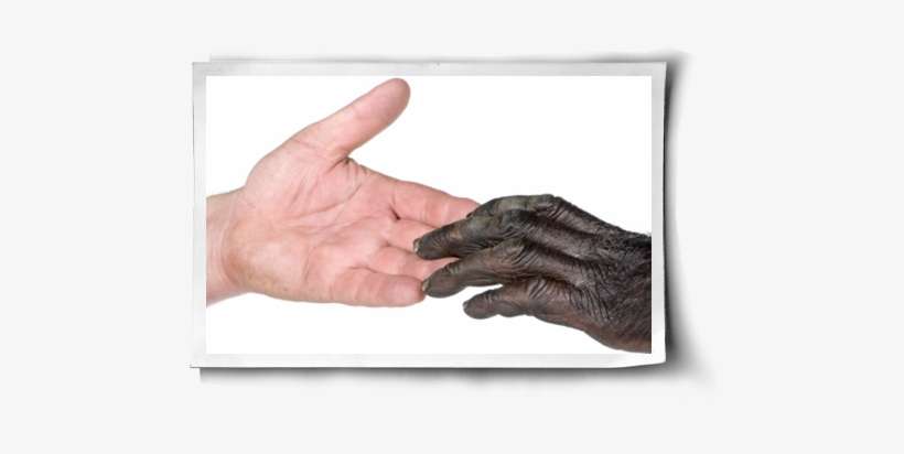 The Vegan Evolution Post Image - Monkey Hands Human, transparent png download